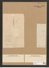 Schizonema investiens Mont. (de-Toni-Nr.: Genus 20, Species 1209) Zeichnungen Sammlung Grunow Nr. 2317 (NHMW-BOT-W0369441)